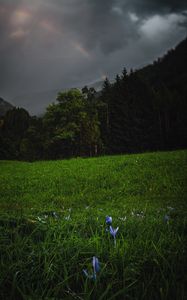 Preview wallpaper forest, trees, field, clouds, rainbow, landscape