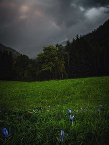 Preview wallpaper forest, trees, field, clouds, rainbow, landscape