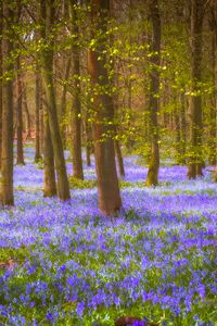 Preview wallpaper forest, trees, flowers, landscape, nature