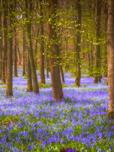 Preview wallpaper forest, trees, flowers, landscape, nature