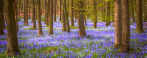Preview wallpaper forest, trees, flowers, landscape, nature