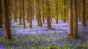 Preview wallpaper forest, trees, flowers, landscape, nature