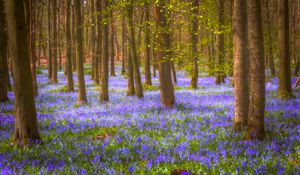 Preview wallpaper forest, trees, flowers, landscape, nature