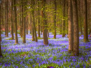 Preview wallpaper forest, trees, flowers, landscape, nature