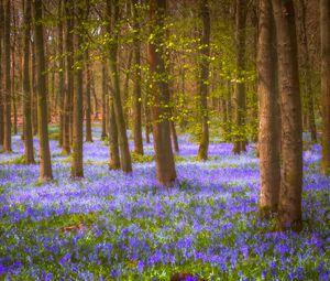 Preview wallpaper forest, trees, flowers, landscape, nature