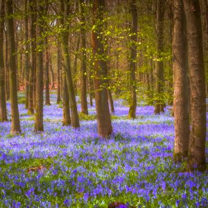 Preview wallpaper forest, trees, flowers, landscape, nature