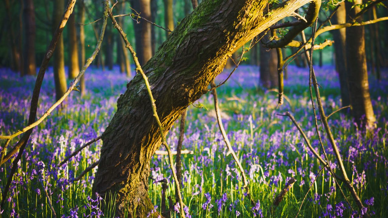 Wallpaper forest, trees, flowers, purple, landscape