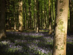 Preview wallpaper forest, trees, flowers, glade, nature