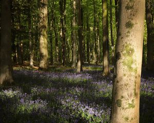 Preview wallpaper forest, trees, flowers, glade, nature