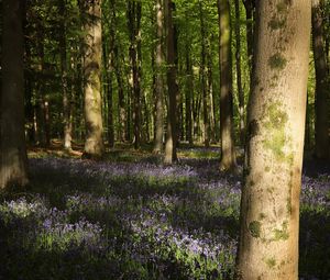 Preview wallpaper forest, trees, flowers, glade, nature