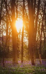 Preview wallpaper forest, trees, flowers, sun, light, nature