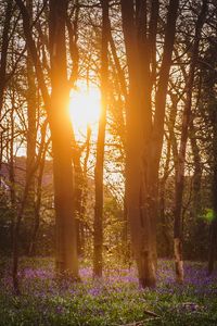 Preview wallpaper forest, trees, flowers, sun, light, nature