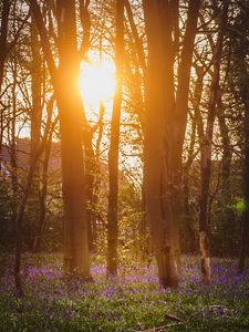 Preview wallpaper forest, trees, flowers, sun, light, nature