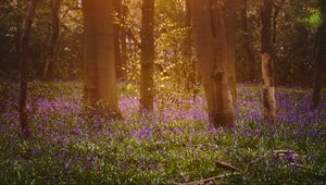 Preview wallpaper forest, trees, flowers, sun, light, nature