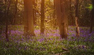 Preview wallpaper forest, trees, flowers, sun, light, nature
