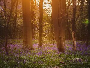 Preview wallpaper forest, trees, flowers, sun, light, nature