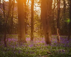 Preview wallpaper forest, trees, flowers, sun, light, nature