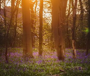 Preview wallpaper forest, trees, flowers, sun, light, nature