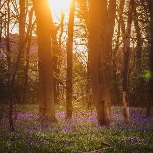 Preview wallpaper forest, trees, flowers, sun, light, nature