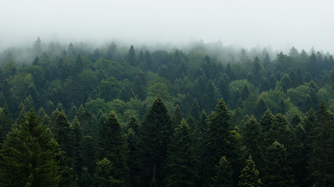 Wallpaper forest, trees, fog, nature, leaves