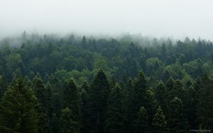 Preview wallpaper forest, trees, fog, nature, leaves