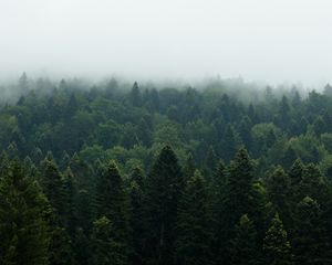 Preview wallpaper forest, trees, fog, nature, leaves