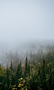 Preview wallpaper forest, trees, fog, nature, view