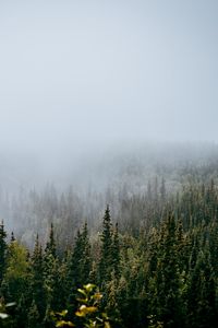 Preview wallpaper forest, trees, fog, nature, view