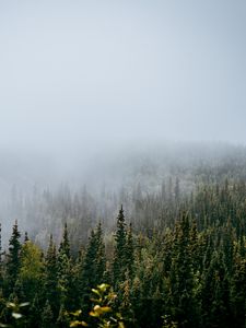 Preview wallpaper forest, trees, fog, nature, view