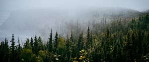 Preview wallpaper forest, trees, fog, nature, view