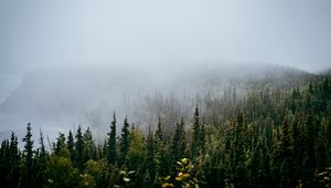 Preview wallpaper forest, trees, fog, nature, view