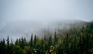 Preview wallpaper forest, trees, fog, nature, view
