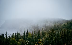 Preview wallpaper forest, trees, fog, nature, view