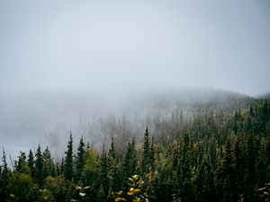 Preview wallpaper forest, trees, fog, nature, view