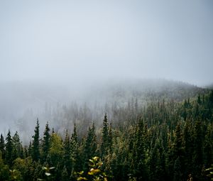 Preview wallpaper forest, trees, fog, nature, view