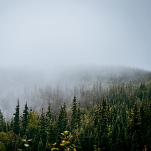 Preview wallpaper forest, trees, fog, nature, view