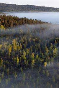 Preview wallpaper forest, trees, fog