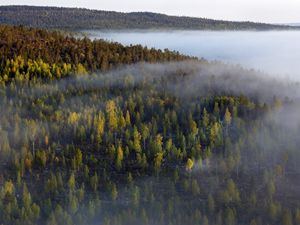 Preview wallpaper forest, trees, fog