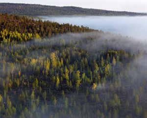 Preview wallpaper forest, trees, fog