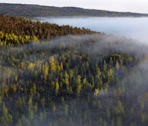 Preview wallpaper forest, trees, fog