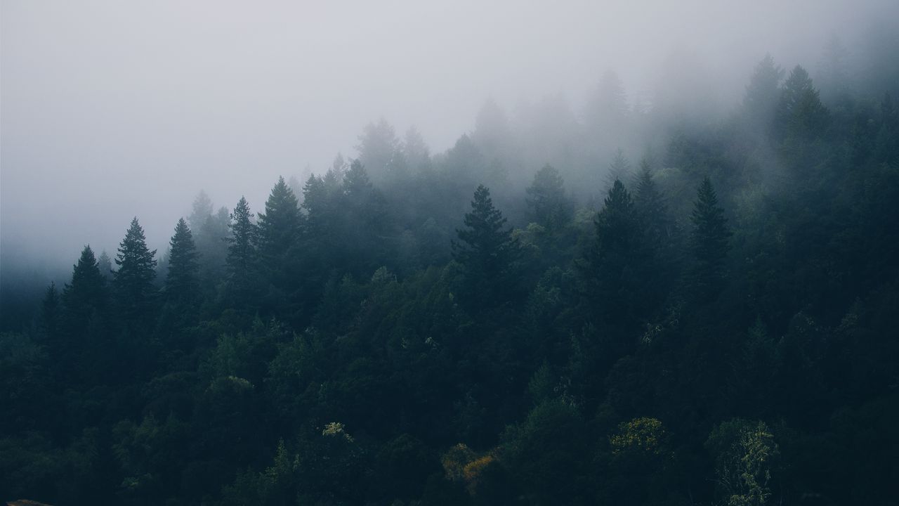 Wallpaper forest, trees, fog