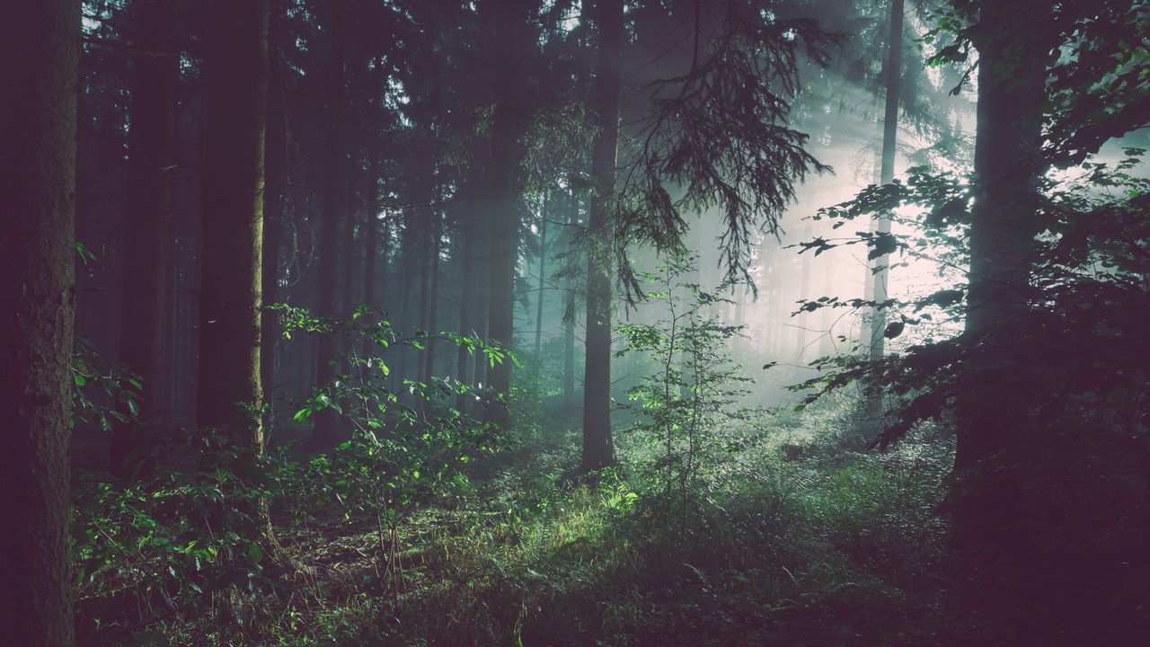 Wallpaper forest, trees, fog