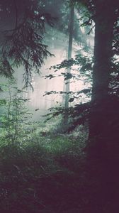 Preview wallpaper forest, trees, fog