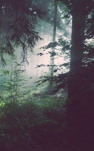 Preview wallpaper forest, trees, fog