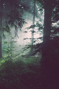 Preview wallpaper forest, trees, fog