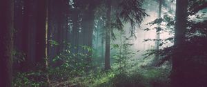 Preview wallpaper forest, trees, fog