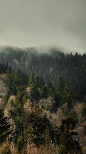 Preview wallpaper forest, trees, fog