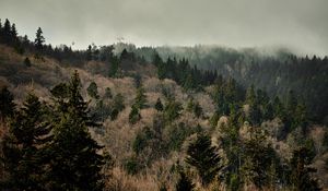 Preview wallpaper forest, trees, fog