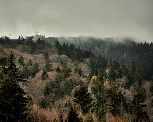 Preview wallpaper forest, trees, fog