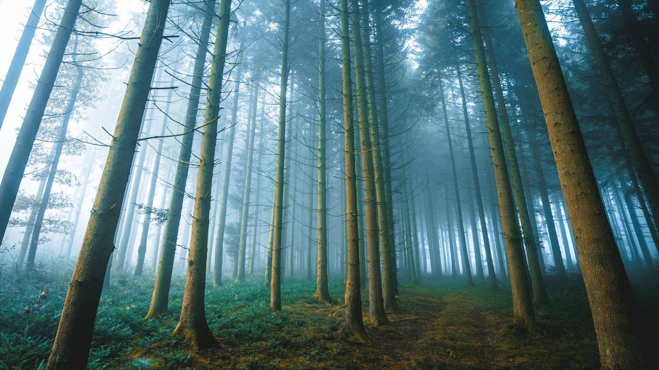 Wallpaper forest, trees, fog, nature, landscape, light